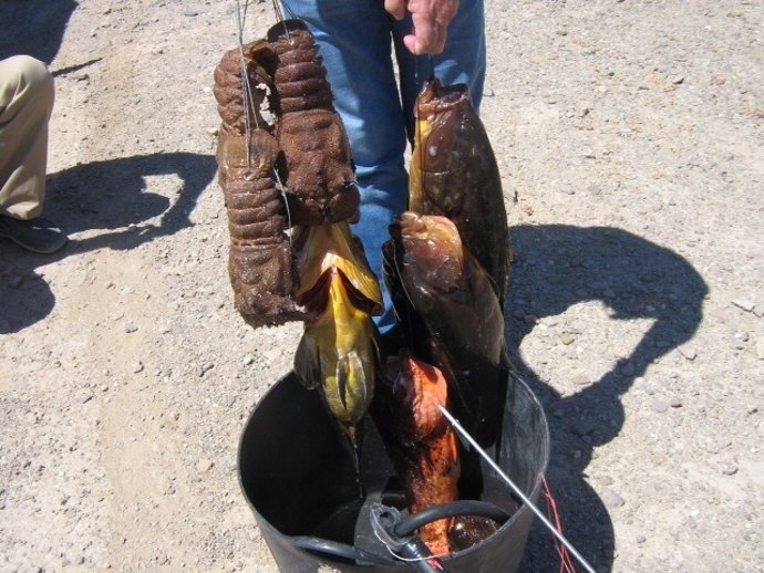 Pescado Decomisado En El Parque Natural De Cabo De Gata