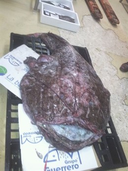 El rape gigante capturado