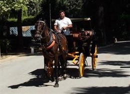 Coche De Caballos En Sevilla