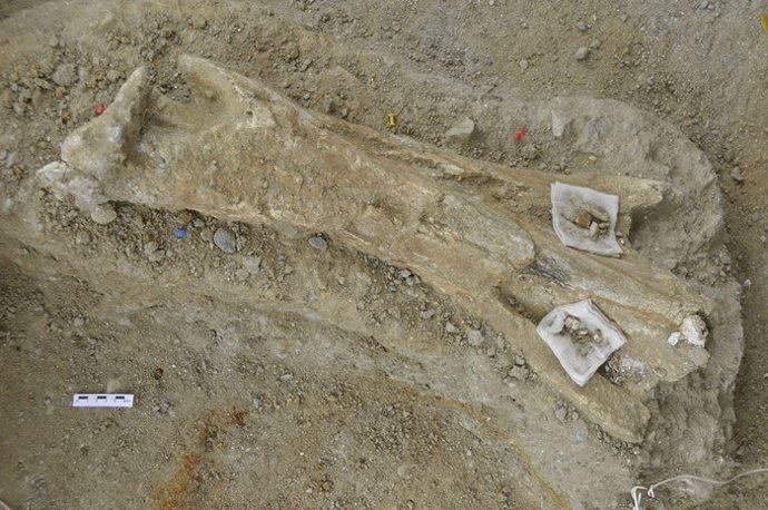 Fósil De Una Tibia De Mamut De 700.000 Años Hallada En Tarragona