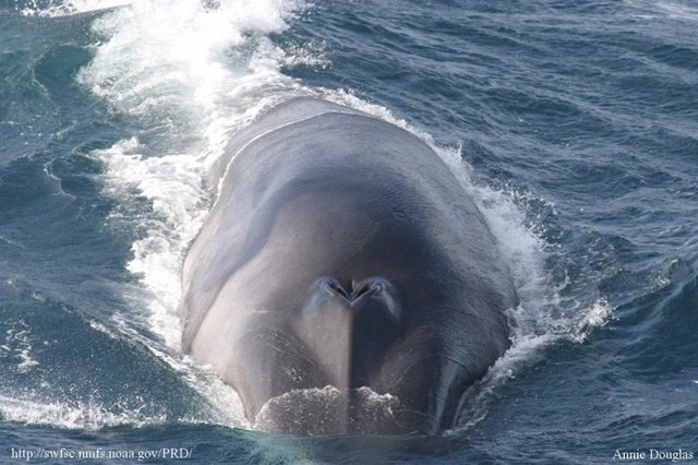 Un sensor del tamaño de una uva ayuda a digerir a las ballenas