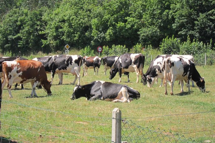 Vacas