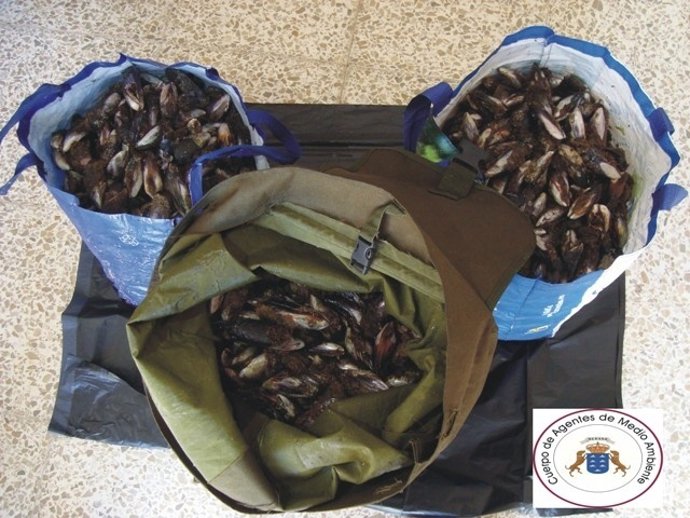 Mejillones Capturados