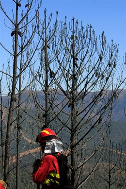 Un Bombero En El Lugar Del Incendio Forestal De Pujerra