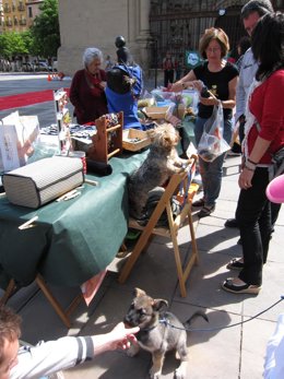 II Salón De La Adopción De Animales De Compañía