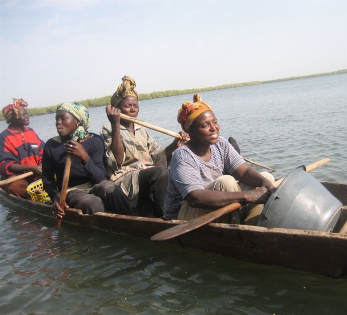 Mujeres Africanas Recolectoras De Ostras En La Costa De Gambia