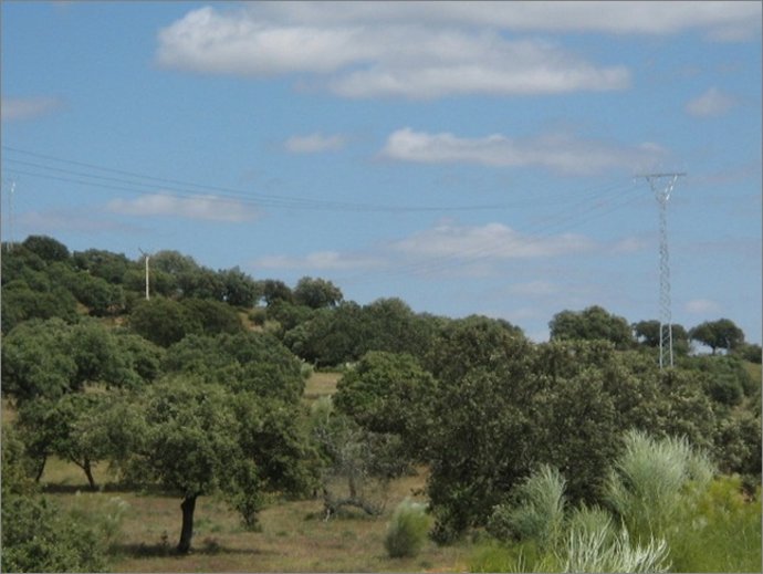 Nota De Prensa / Iberdrola Invierte Cerca De Medio Millón De Euros En Una Línea 