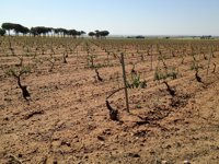 UPA C-LM pide a Agricultura una implicación "directa" con los afectados por el granizo en viñedos de Albacete