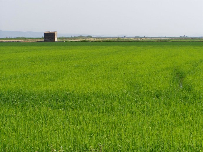 Campo Verde
