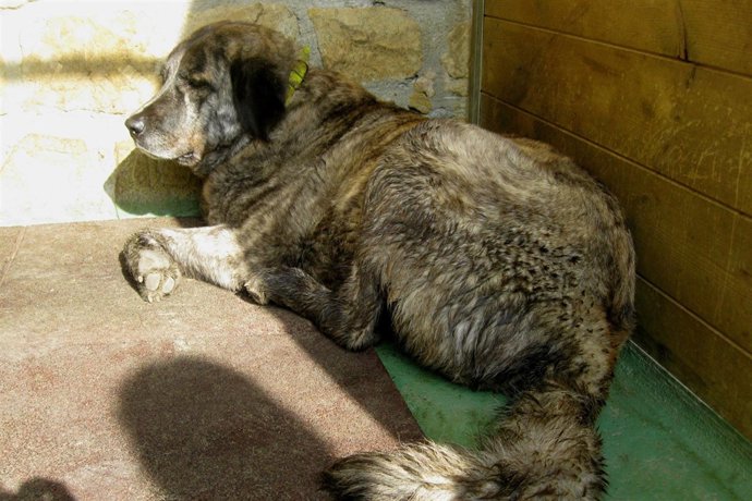 Perro Implicado En El Siniestro