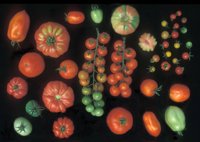 Científicos valencianos participan en una investigación que logra secuenciar el ADN del tomate