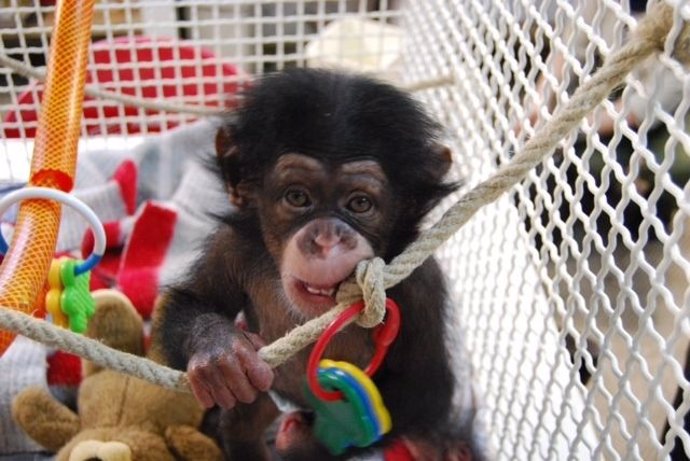 Juma, Una Cría De Chimpancé Del Zoo De Barcelona Adaptada Al Grupo
