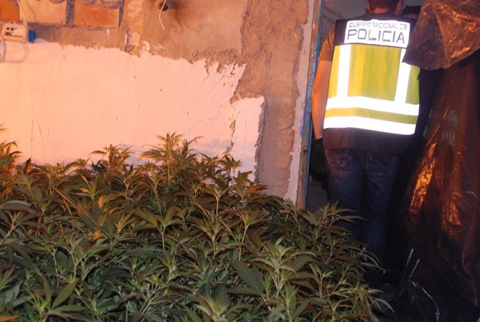 Cultivo Clandestino De Cannabis Descubierto En Orihuela