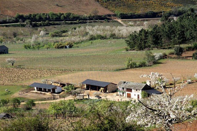 Vista De Los Viñedos