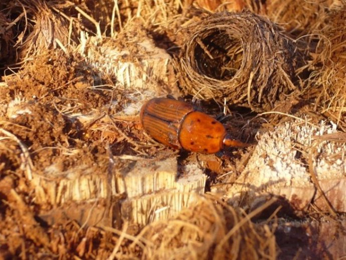 Un Ejemplar De Picudo Rojo