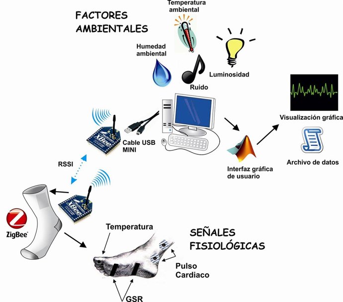 Diseño Del Calcetín