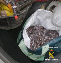 Bellotas Intervenidas