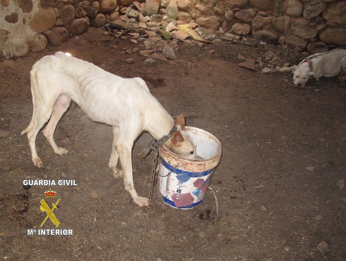 Uno De Los Perros De La Perrera Ilegal