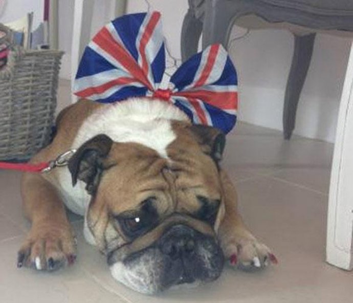 El perro de los Beckham también honra a su reina