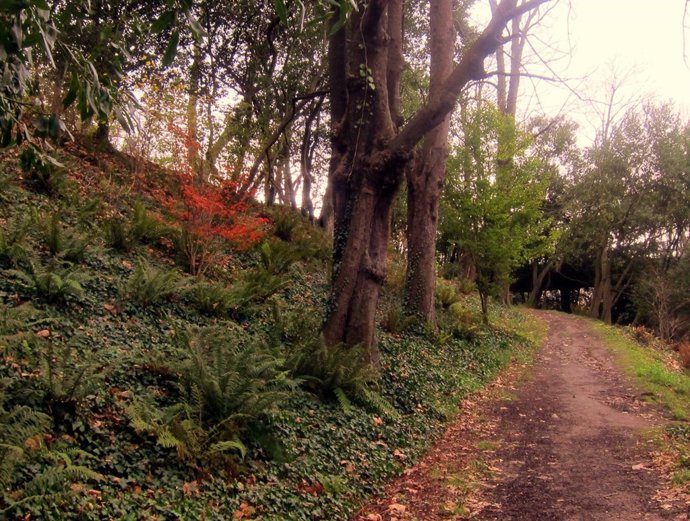 Árboles De Distintas Especies.