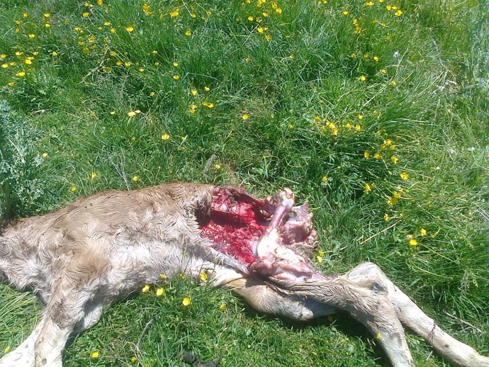 Ternero Atacado Por Los Lobos En Sotosalbo (Ávila)