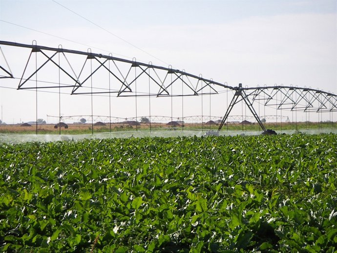Riego, Campo, Cultivo