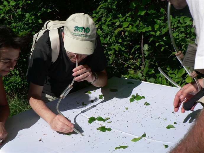 Científicos Peinan El Moianès Para Hacer Un Inventario Biológico