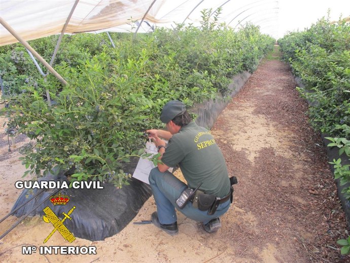 Plantación Donde Se "Copiaba" La Variedad De Arándanos. 
