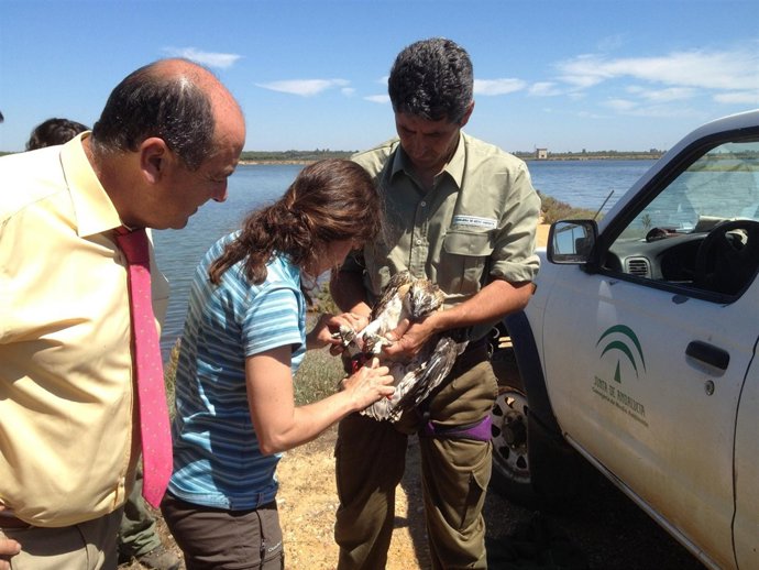 El Delegado De Medio Ambiente, Juan Manuel López, Observa Un Águila Pescadora.