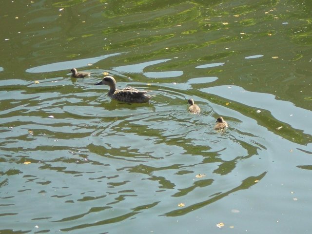Una Especie De Patos En Peligro De Extinción Cría En El Jardín De Fofó