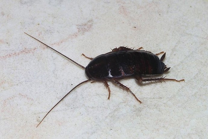 Cucaracha