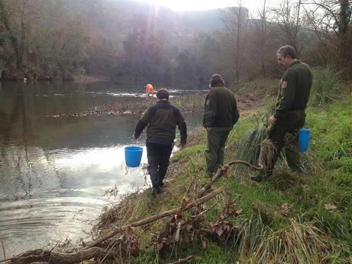 Repoblación De Angulas En Los Ríos Cántabros