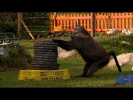 El Gran Hermano de los babuinos