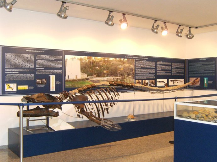 Esqueleto De La Ballena.