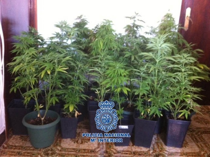 Plantas De Marihuana Intervenidas Por La Policía Nacional