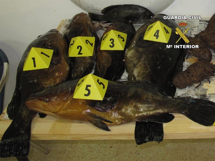 Furtivos Pesca Menorca