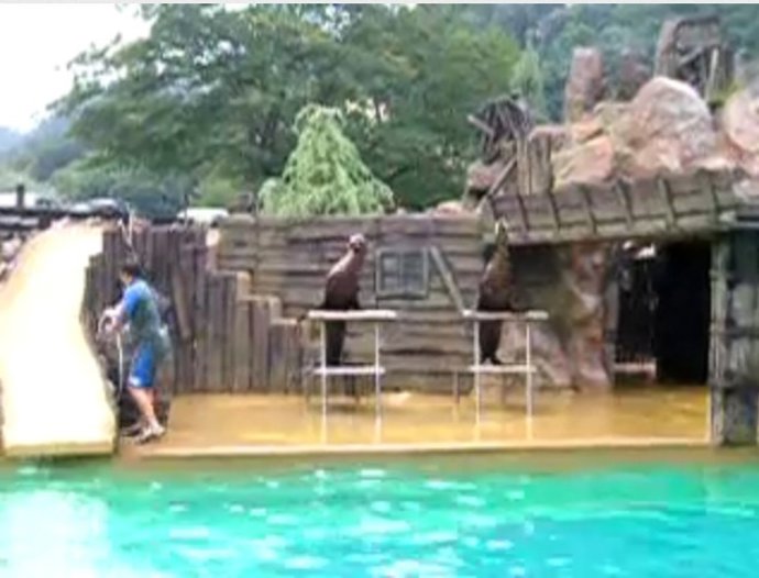 Leones Marinos En Cabárceno