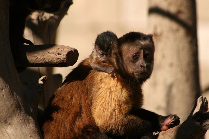 Cría De Mono Capuchino Nacida En Terra Natura