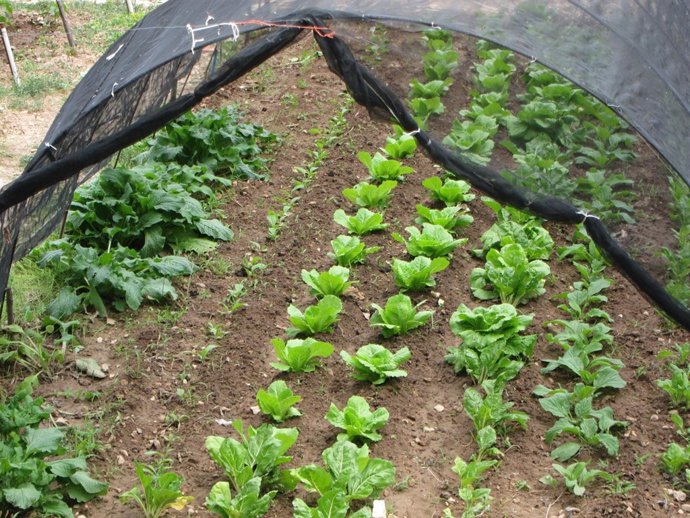 Los huertos sociales están ya en varias ciudades