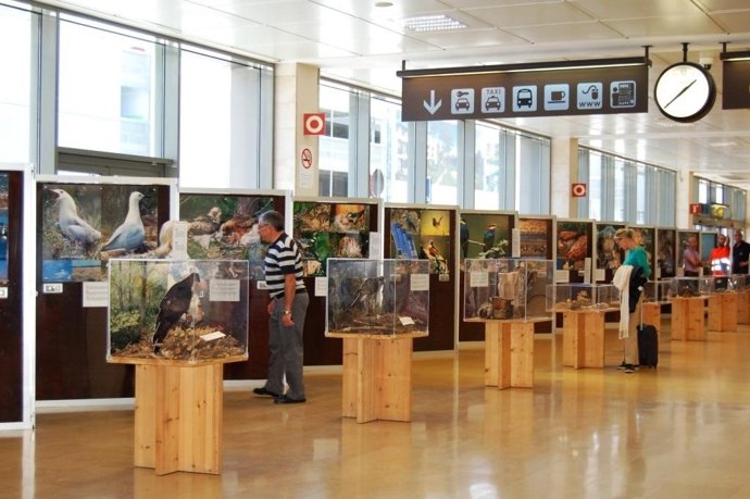Muestra Sobre Aves En El Aeropuerto De Girona-Costa Brava