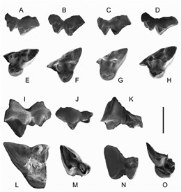 Restos Fósiles De Último Marsulpial Europeo Hallados En Castellón