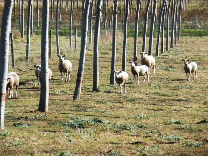 Nota De Prensa: Reportaxe De Investigación Sobre O Emprego De Ovellas Para Silvo