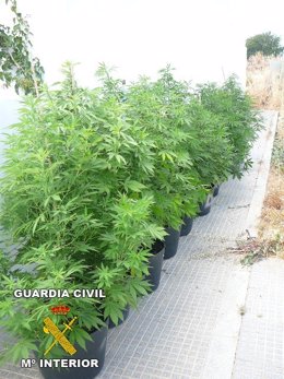 Plantación De Marihuana Intervenida En Trigueros (Huelva).