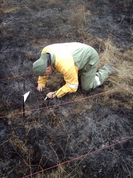 Un Guarda Forestal Investigando Las Causas De Un Incendio.