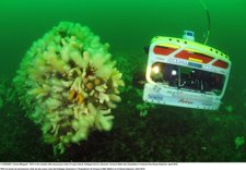 El ROV De Oceana En La Expedición Del Báltico 2012