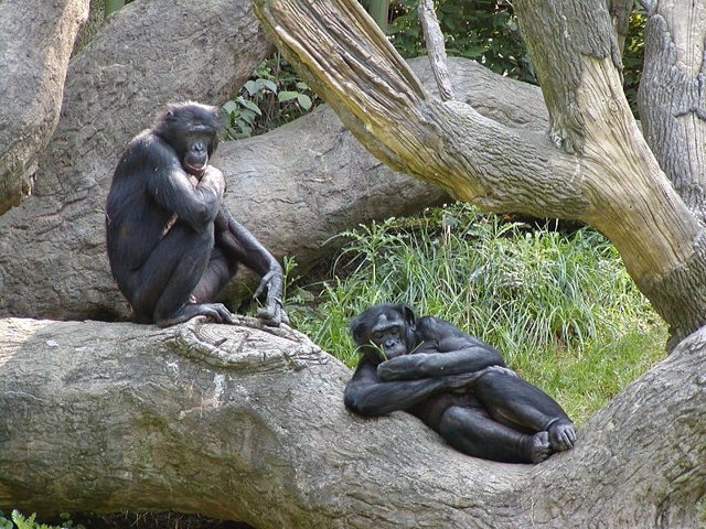 Bonobo, Primate