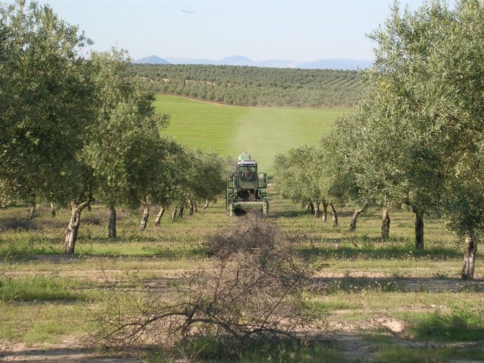 Labores En El Olivar