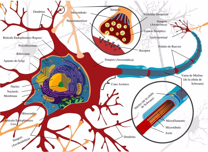 Infografía Del Corte De Una Neurona