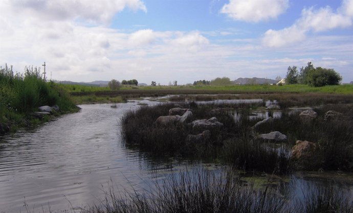 Vegetación Halófita De La Charca De Raos