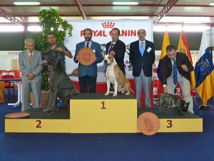 Exposición Internacional Canina De Las Palmas